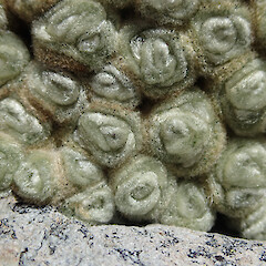 Nelson Lakes National Park.<br>Photographer: Jane Gosden, Date taken: 12/01/2015, Licence: <a target='_blank' href='https://creativecommons.org/licenses/by-nc-sa/4.0'>CC BY-NC-SA</a>. <a class='member-message' href='/nzpcn/why-join-nzpcn/' target='_blank'>Members can view a larger version of this image.</a>