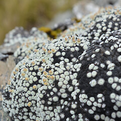 Photographer: Jane Gosden, Date taken: 23/01/2012, Licence: <a target='_blank' href='https://creativecommons.org/licenses/by-nc-sa/4.0'>CC BY-NC-SA</a>. <a class='member-message' href='/nzpcn/why-join-nzpcn/' target='_blank'>Members can view a larger version of this image.</a>