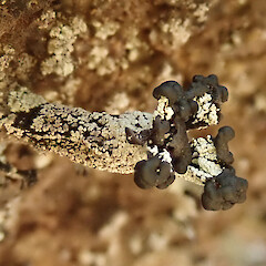 Pycnothelia caliginosa