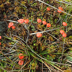 Pleurophascum ovalifolium