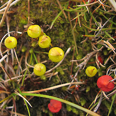 Denniston Plateau. Yellow = immature capsules. Red = mature capsules.<br>Photographer: Melissa Hutchison, Date taken: 18/11/2017, Licence: <a target='_blank' href='https://creativecommons.org/licenses/by-nc/4.0'>CC BY-NC</a>. <a class='member-message' href='/nzpcn/why-join-nzpcn/' target='_blank'>Members can view a larger version of this image.</a>