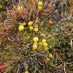 Denniston Plateau. Yellow = immature capsules. Red = mature capsules.<br>Photographer: Melissa Hutchison, Date taken: 18/11/2017, Licence: <a target='_blank' href='https://creativecommons.org/licenses/by-nc/4.0'>CC BY-NC</a>. <a class='member-message' href='/nzpcn/why-join-nzpcn/' target='_blank'>Members can view a larger version of this image.</a>