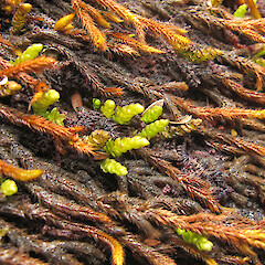Denniston Plateau. Pleurophascum ovalifolium leaves (green) in amongst Rhacocarpus purpurascens (orange-brown).<br>Photographer: Melissa Hutchison, Date taken: 18/11/2017, Licence: <a target='_blank' href='https://creativecommons.org/licenses/by-nc/4.0'>CC BY-NC</a>. <a class='member-message' href='/nzpcn/why-join-nzpcn/' target='_blank'>Members can view a larger version of this image.</a>