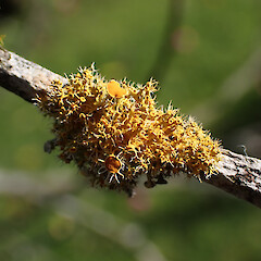 Teloschistes sieberianus