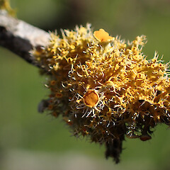 On twig of peach tree, Mt Eden Auckland.<br>Photographer: Marley Ford, Date taken: 29/07/2023, Licence: <a target='_blank' href='https://creativecommons.org/licenses/by/4.0'>CC BY</a>. <a class='member-message' href='/nzpcn/why-join-nzpcn/' target='_blank'>Members can view a larger version of this image.</a>