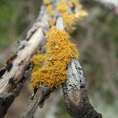 Corticolous lichen on saltmarsh ribbon wood, Auckland.<br>Photographer: Marley Ford, Date taken: 03/10/2021, Licence: <a target='_blank' href='https://creativecommons.org/licenses/by/4.0'>CC BY</a>. <a class='member-message' href='/nzpcn/why-join-nzpcn/' target='_blank'>Members can view a larger version of this image.</a>