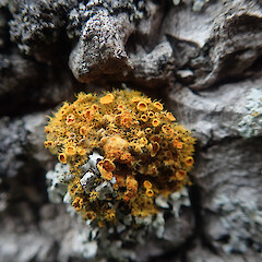 Corticolous lichen on saltmarsh ribbon wood, urban Auckland.<br>Photographer: Marley Ford, Date taken: 15/09/2021, Licence: <a target='_blank' href='https://creativecommons.org/licenses/by/4.0'>CC BY</a>. <a class='member-message' href='/nzpcn/why-join-nzpcn/' target='_blank'>Members can view a larger version of this image.</a>