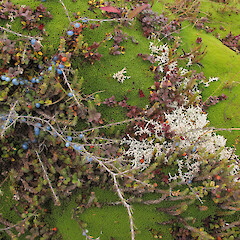 Arthurs Pass.<br>Photographer: Melissa Hutchison, Date taken: 25/03/2013, Licence: <a target='_blank' href='https://creativecommons.org/licenses/by-nc/4.0'>CC BY-NC</a>. <a class='member-message' href='/nzpcn/why-join-nzpcn/' target='_blank'>Members can view a larger version of this image.</a>