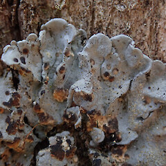 Photographer: Melissa Hutchison, Date taken: 19/01/2020, Licence: <a target='_blank' href='https://creativecommons.org/licenses/by-nc/4.0'>CC BY-NC</a>. <a class='member-message' href='/nzpcn/why-join-nzpcn/' target='_blank'>Members can view a larger version of this image.</a>