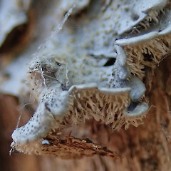 Photographer: Melissa Hutchison, Date taken: 19/01/2020, Licence: <a target='_blank' href='https://creativecommons.org/licenses/by-nc/4.0'>CC BY-NC</a>. <a class='member-message' href='/nzpcn/why-join-nzpcn/' target='_blank'>Members can view a larger version of this image.</a>