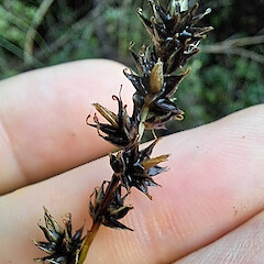 Carex muricata