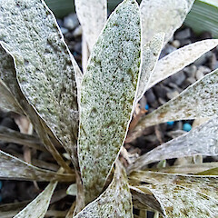 In cultivation (Manaaki Whenua/Landcare Research nursery).<br>Photographer: Melissa Hutchison, Date taken: 09/06/2025, Licence: <a target='_blank' href='https://creativecommons.org/licenses/by-nc/4.0'>CC BY-NC</a>. <a class='member-message' href='/nzpcn/why-join-nzpcn/' target='_blank'>Members can view a larger version of this image.</a>
