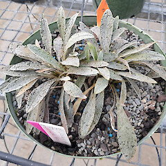 In cultivation (Manaaki Whenua/Landcare Research nursery).<br>Photographer: Melissa Hutchison, Date taken: 09/06/2025, Licence: <a target='_blank' href='https://creativecommons.org/licenses/by-nc/4.0'>CC BY-NC</a>. <a class='member-message' href='/nzpcn/why-join-nzpcn/' target='_blank'>Members can view a larger version of this image.</a>