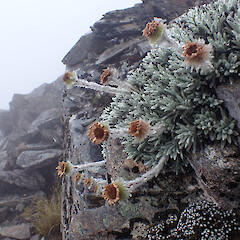 Mt Richmond.<br>Photographer: Jane Gosden, Date taken: 27/01/2023, Licence: <a target='_blank' href='https://creativecommons.org/licenses/by-nc-sa/4.0'>CC BY-NC-SA</a>. <a class='member-message' href='/nzpcn/why-join-nzpcn/' target='_blank'>Members can view a larger version of this image.</a>