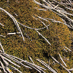 Photographer: Melissa Hutchison, Date taken: 11/10/2014, Licence: <a target='_blank' href='https://creativecommons.org/licenses/by-nc/4.0'>CC BY-NC</a>. <a class='member-message' href='/nzpcn/why-join-nzpcn/' target='_blank'>Members can view a larger version of this image.</a>