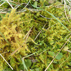 Wet form.<br>Photographer: Melissa Hutchison, Date taken: 30/05/2024, Licence: <a target='_blank' href='https://creativecommons.org/licenses/by-nc/4.0'>CC BY-NC</a>. <a class='member-message' href='/nzpcn/why-join-nzpcn/' target='_blank'>Members can view a larger version of this image.</a>