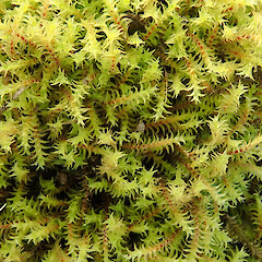 Triquetrella papillata