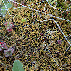 Photographer: Melissa Hutchison, Date taken: 29/10/2023, Licence: <a target='_blank' href='https://creativecommons.org/licenses/by-nc/4.0'>CC BY-NC</a>. <a class='member-message' href='/nzpcn/why-join-nzpcn/' target='_blank'>Members can view a larger version of this image.</a>