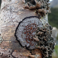 Corticolous on beech in car park, Milford Sound.<br>Photographer: Marley Ford, Date taken: 25/07/2025, Licence: <a target='_blank' href='https://creativecommons.org/licenses/by/4.0'>CC BY</a>. <a class='member-message' href='/nzpcn/why-join-nzpcn/' target='_blank'>Members can view a larger version of this image.</a>