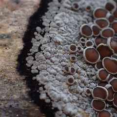 Corticolous on beech in car park, Milford Sound.<br>Photographer: Marley Ford, Date taken: 25/07/2025, Licence: <a target='_blank' href='https://creativecommons.org/licenses/by/4.0'>CC BY</a>. <a class='member-message' href='/nzpcn/why-join-nzpcn/' target='_blank'>Members can view a larger version of this image.</a>