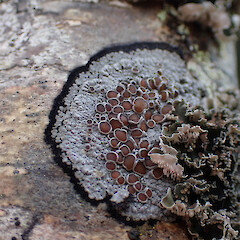Degeliella rosulata
