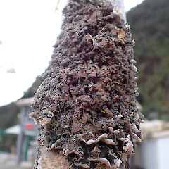 Leioderma pycnophorum