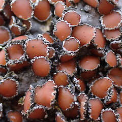 Corticolous in car park, Milford Sound.<br>Photographer: Marley Ford, Date taken: 25/07/2025, Licence: <a target='_blank' href='https://creativecommons.org/licenses/by/4.0'>CC BY</a>. <a class='member-message' href='/nzpcn/why-join-nzpcn/' target='_blank'>Members can view a larger version of this image.</a>