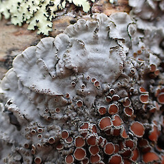 Corticolous in car park, Milford Sound.<br>Photographer: Marley Ford, Date taken: 25/07/2025, Licence: <a target='_blank' href='https://creativecommons.org/licenses/by/4.0'>CC BY</a>. <a class='member-message' href='/nzpcn/why-join-nzpcn/' target='_blank'>Members can view a larger version of this image.</a>