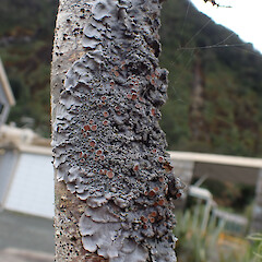 Corticolous in car park, Milford Sound.<br>Photographer: Marley Ford, Date taken: 25/07/2025, Licence: <a target='_blank' href='https://creativecommons.org/licenses/by/4.0'>CC BY</a>. <a class='member-message' href='/nzpcn/why-join-nzpcn/' target='_blank'>Members can view a larger version of this image.</a>