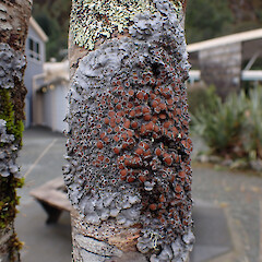Degelia duplomarginata