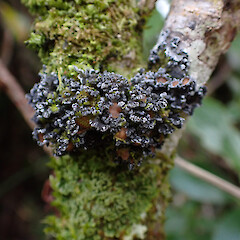 Corticolous on shrub in carpark garden, Milford Sound.<br>Photographer: Marley Ford, Date taken: 25/07/2025, Licence: <a target='_blank' href='https://creativecommons.org/licenses/by/4.0'>CC BY</a>. <a class='member-message' href='/nzpcn/why-join-nzpcn/' target='_blank'>Members can view a larger version of this image.</a>