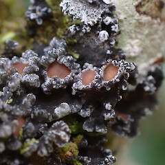 Corticolous on shrub in carpark garden, Milford Sound.<br>Photographer: Marley Ford, Date taken: 25/07/2025, Licence: <a target='_blank' href='https://creativecommons.org/licenses/by/4.0'>CC BY</a>. <a class='member-message' href='/nzpcn/why-join-nzpcn/' target='_blank'>Members can view a larger version of this image.</a>