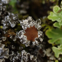 Corticolous on shrub in carpark garden, Milford Sound.<br>Photographer: Marley Ford, Date taken: 25/07/2025, Licence: <a target='_blank' href='https://creativecommons.org/licenses/by/4.0'>CC BY</a>. <a class='member-message' href='/nzpcn/why-join-nzpcn/' target='_blank'>Members can view a larger version of this image.</a>