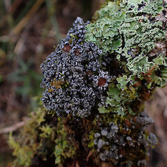 Corticolous on shrub in carpark garden, Milford Sound.<br>Photographer: Marley Ford, Date taken: 25/07/2025, Licence: <a target='_blank' href='https://creativecommons.org/licenses/by/4.0'>CC BY</a>. <a class='member-message' href='/nzpcn/why-join-nzpcn/' target='_blank'>Members can view a larger version of this image.</a>