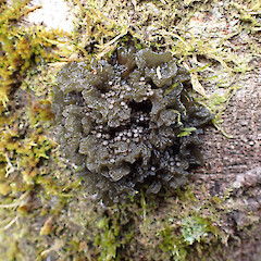 Corticolous on forest margin, Milford Sound.<br>Photographer: Marley Ford, Date taken: 25/07/2025, Licence: <a target='_blank' href='https://creativecommons.org/licenses/by/4.0'>CC BY</a>. <a class='member-message' href='/nzpcn/why-join-nzpcn/' target='_blank'>Members can view a larger version of this image.</a>
