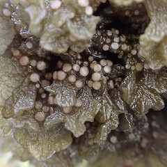 Corticolous on forest margin, Milford Sound.<br>Photographer: Marley Ford, Date taken: 25/07/2025, Licence: <a target='_blank' href='https://creativecommons.org/licenses/by/4.0'>CC BY</a>. <a class='member-message' href='/nzpcn/why-join-nzpcn/' target='_blank'>Members can view a larger version of this image.</a>