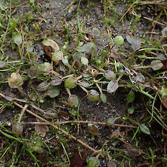 Ranunculus ranceorum