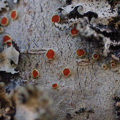 Corticolous on mountain beech in open bog, Kepler Track, Fiordland.<br>Photographer: Marley Ford, Date taken: 24/07/2025, Licence: <a target='_blank' href='https://creativecommons.org/licenses/by/4.0'>CC BY</a>. <a class='member-message' href='/nzpcn/why-join-nzpcn/' target='_blank'>Members can view a larger version of this image.</a>