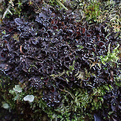 Nephroma helveticum