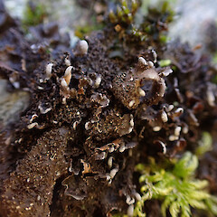Saxicolous in remnant scrub in gully, Queenstown Otago.<br>Photographer: Marley Ford, Date taken: 26/07/2025, Licence: <a target='_blank' href='https://creativecommons.org/licenses/by/4.0'>CC BY</a>. <a class='member-message' href='/nzpcn/why-join-nzpcn/' target='_blank'>Members can view a larger version of this image.</a>