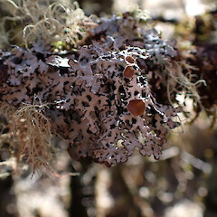 Local corticolous lichen in scrub, Mt Cook.<br>Photographer: Marley Ford, Date taken: 23/07/2025, Licence: <a target='_blank' href='https://creativecommons.org/licenses/by/4.0'>CC BY</a>. <a class='member-message' href='/nzpcn/why-join-nzpcn/' target='_blank'>Members can view a larger version of this image.</a>