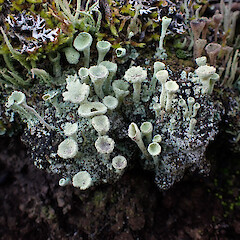 Cladonia chlorophaea