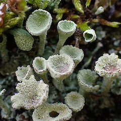 Terricolous on trackside bank, The Key, Southland.<br>Photographer: Marley Ford, Date taken: 24/07/2025, Licence: <a target='_blank' href='https://creativecommons.org/licenses/by/4.0'>CC BY</a>. <a class='member-message' href='/nzpcn/why-join-nzpcn/' target='_blank'>Members can view a larger version of this image.</a>