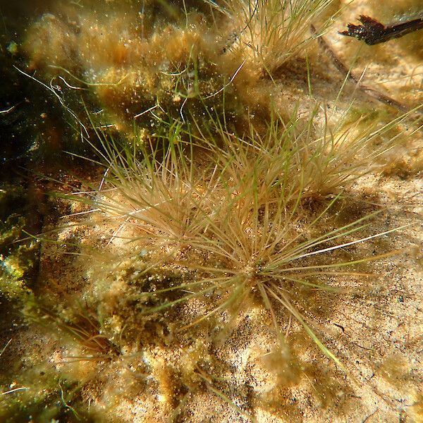 Trithuria inconspicua