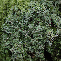 Locally common on dead Cyathea dealbata stump above saltmarsh, Onerahi Northland.<br>Photographer: Marley Ford, Date taken: 01/08/2025, Licence: <a target='_blank' href='https://creativecommons.org/licenses/by/4.0'>CC BY</a>. <a class='member-message' href='/nzpcn/why-join-nzpcn/' target='_blank'>Members can view a larger version of this image.</a>
