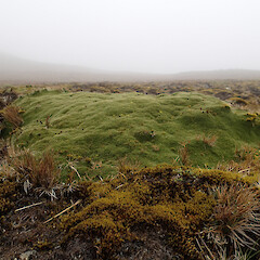 Macquarie Island.<br>Photographer: Jane Gosden, Date taken: 05/01/2016, Licence: <a target='_blank' href='https://creativecommons.org/licenses/by-nc-sa/4.0'>CC BY-NC-SA</a>. <a class='member-message' href='/nzpcn/why-join-nzpcn/' target='_blank'>Members can view a larger version of this image.</a>