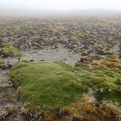 Macquarie Island.<br>Photographer: Jane Gosden, Date taken: 05/01/2016, Licence: <a target='_blank' href='https://creativecommons.org/licenses/by-nc-sa/4.0'>CC BY-NC-SA</a>. <a class='member-message' href='/nzpcn/why-join-nzpcn/' target='_blank'>Members can view a larger version of this image.</a>