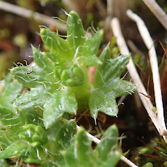 Macquarie Island; seedling.<br>Photographer: Jane Gosden, Date taken: 05/01/2016, Licence: <a target='_blank' href='https://creativecommons.org/licenses/by-nc-sa/4.0'>CC BY-NC-SA</a>. <a class='member-message' href='/nzpcn/why-join-nzpcn/' target='_blank'>Members can view a larger version of this image.</a>