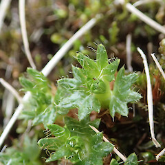 Macquarie Island; seedling.<br>Photographer: Jane Gosden, Date taken: 05/01/2016, Licence: <a target='_blank' href='https://creativecommons.org/licenses/by-nc-sa/4.0'>CC BY-NC-SA</a>. <a class='member-message' href='/nzpcn/why-join-nzpcn/' target='_blank'>Members can view a larger version of this image.</a>