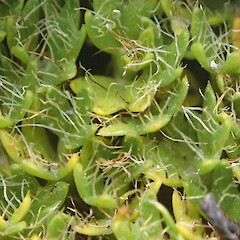 Macquarie Island; leaf detail close up.<br>Photographer: Jane Gosden, Date taken: 20/03/2016, Licence: <a target='_blank' href='https://creativecommons.org/licenses/by-nc-sa/4.0'>CC BY-NC-SA</a>. <a class='member-message' href='/nzpcn/why-join-nzpcn/' target='_blank'>Members can view a larger version of this image.</a>